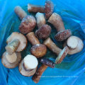 IQF Frozen Boletus Edulis Whole and Cut